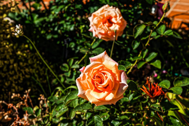 Pink hybrid rose buds in garden in the arid Little Karoo, Western Cape, South Africa