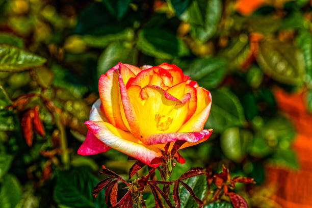 Vibrant yellow and red hybrid rose flower showing new growth growing in garden in Little Karoo