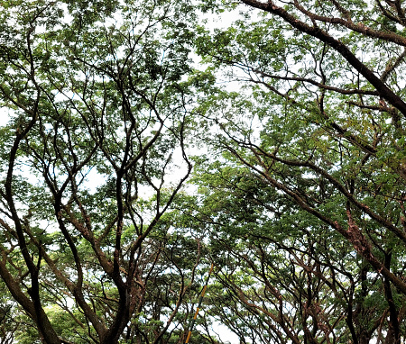 Series of Rain Trees (Samanea Saman) or Trembesi Tree in Indonesia, is a very popular tree used for sheds and shelter place, also widely used in greeneries in most of tropical countries around the equator, similar to Acacia tree