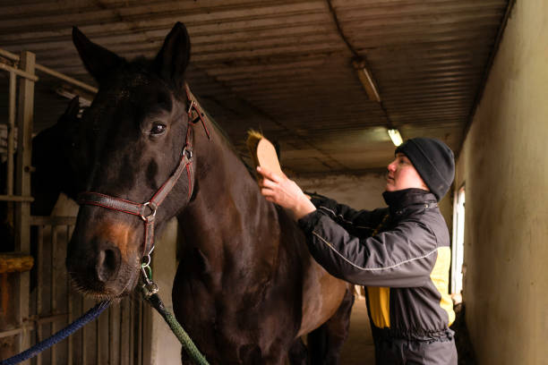 istock Person grooming black horse in stable 2124389981