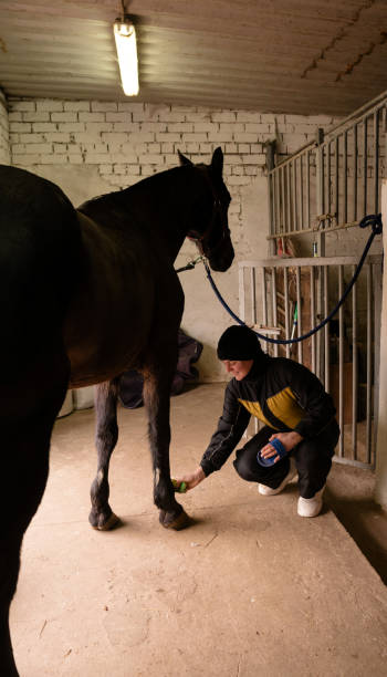 istock Person brushing horse's legs in stable 2124389988