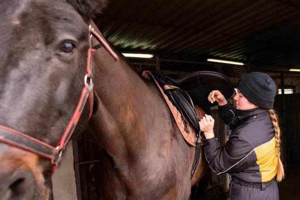 istock Close-up of saddle adjustment on horse 2124390004