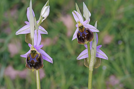 detail of late spider orchid plant in full bloom, Ophrys holoserica, Orchidaceae