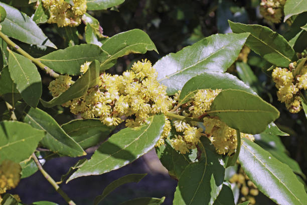 istock bay laurel branch in full bloom 2124402714