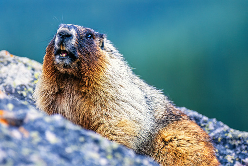 Hoary marmot on a rock with an open mouth