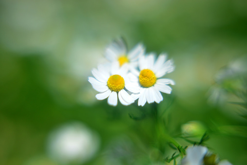 Summer nature background with daises and sunlight, banner for website