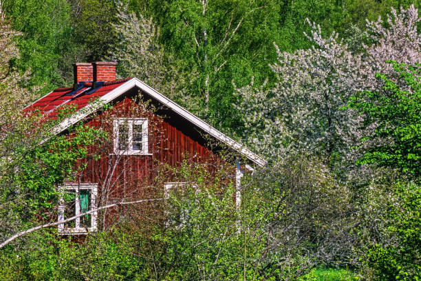 Red cottage in lush green springtime with flowering fruit trees