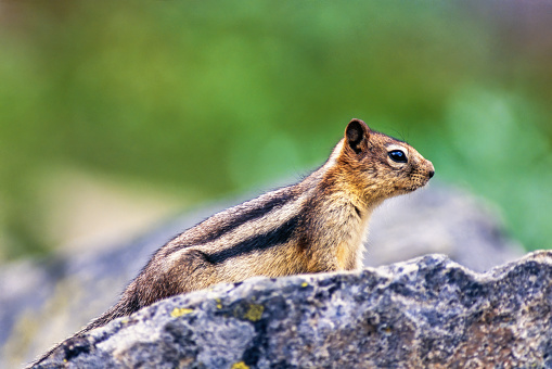 Chipmunk in the breathtakingly beautiful scenery of Zion National Park in southern Utah.