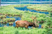 Wild Elk on a wet meadow in a wetland
