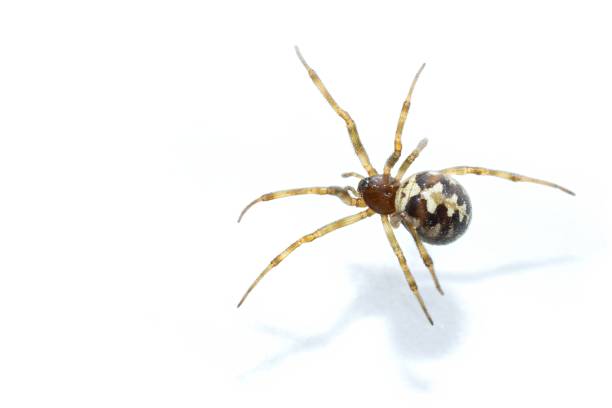 istock Steatoda grossa, false Black Widow, Triangulate cobweb spider, Steatoda triangulosa, studio shot on white background, isolated,copy space 2124426659