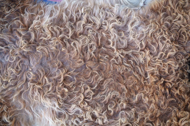 istock alpaca wool photo backdrop, pure charm of wool 2124427174