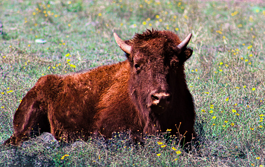 Reddish-brown Bison In Field