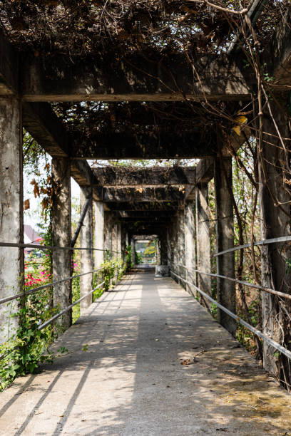 istock A Pathway Covered With Dry Vine Climbing Along The Arbor And Concrete Columns 2124459080