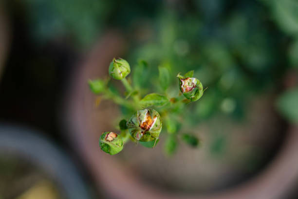Close up of beautiful rose buds in the botanical garden.