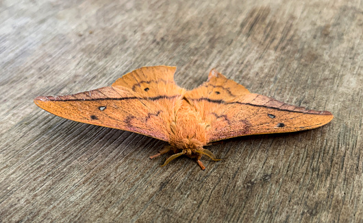 Rare furry butterfly on wooden ground. Conservation and rare species concept.