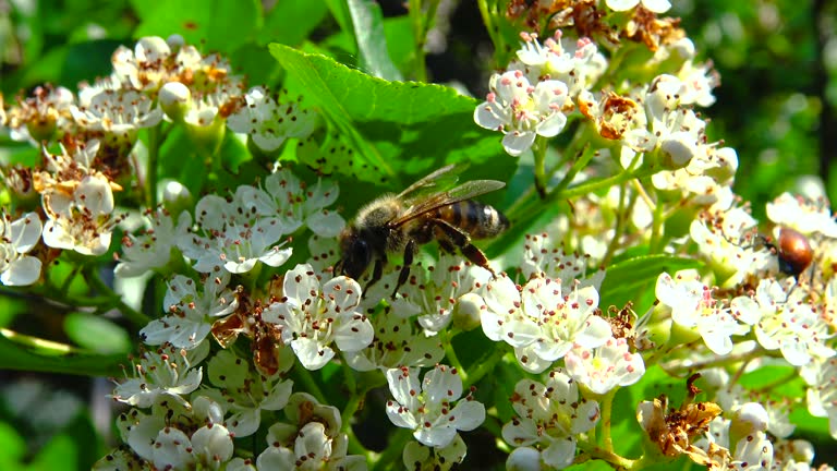 Beetles and bees on flowers