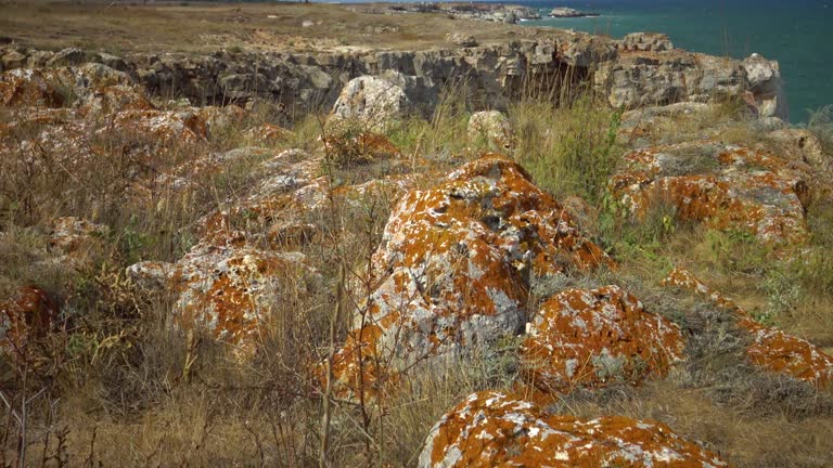 Yellow lichens on stones near the village of Tyulenovo, Bulgaria.