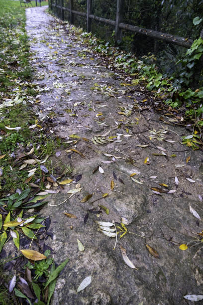 istock Wet road with leaves 2124534752