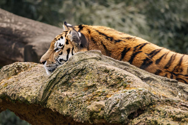 istock Tiger resting on rocks near trees. 2124538966