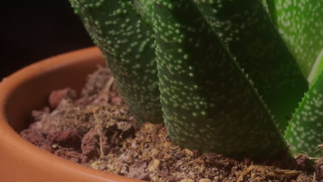 succulent spinning around in a circle