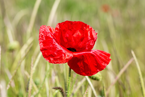A vibrant poppy in a field in Sussex, with selective focus