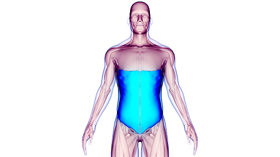 3D Illustration Concept of Human Muscular System Torso Muscles External Oblique Anatomy