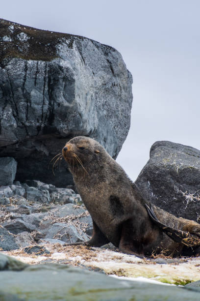 istock Fur seal on a rock 2124580388
