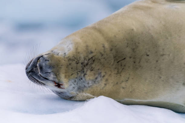 istock Crabeater Seal resting on a sheet of ice 2124580898