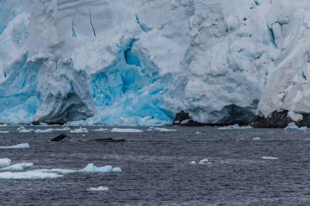 istock Antarctic landscape with a diving whale 2124580941