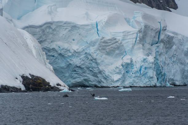 istock Antarctic landscape with a diving whale 2124580942