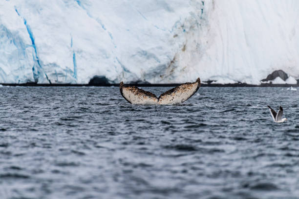 istock Tail of a humpback whale in the Antarctic 2124580949