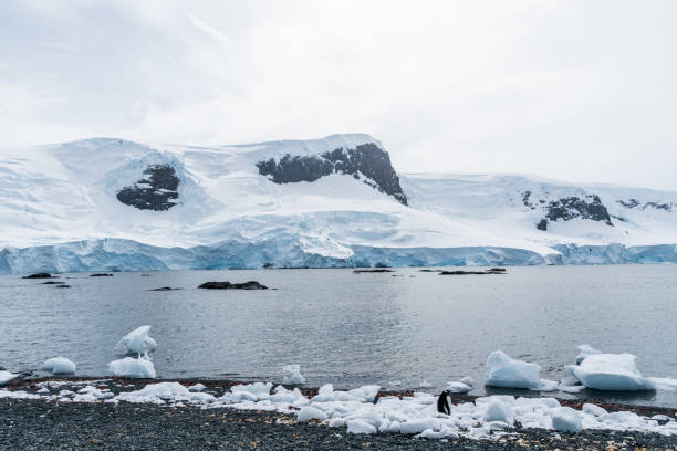 istock Gentoo Penguin Colony at Sierra Cove 2124580959