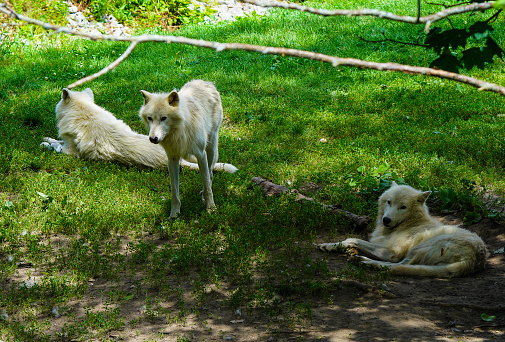 A small pack of white wolves laying around comfortably on the grass.