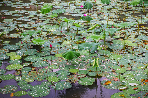 Flowers of a lotus standing in a pond on a rainy day in a park in Medan which is the main city on Sumatra the large Indonesian island