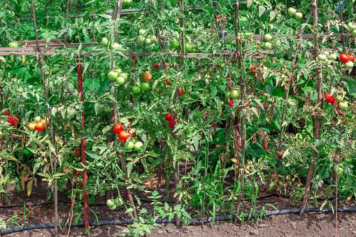 Homegrown tomatoes in greenhouse