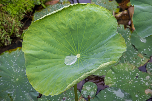 Leaf of a lotus standing in a pond on a rainy day in a park in Medan which is the main city on Sumatra the large Indonesian island