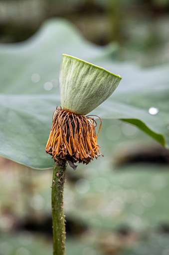 Seed pod of a lotus flower standing in a pond on a rainy day in a park in Medan which is the main city on Sumatra the large Indonesian island