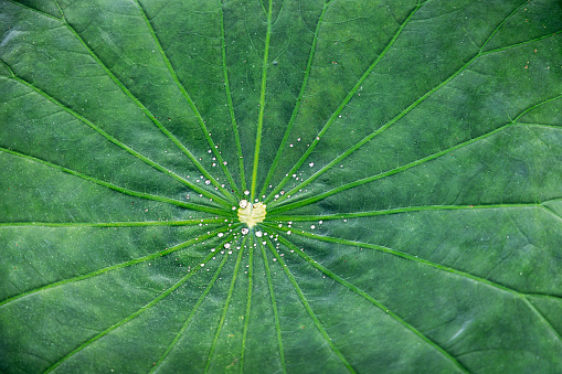 Leaf of a lotus standing in a pond on a rainy day in a park in Medan which is the main city on Sumatra the large Indonesian island