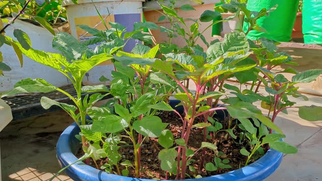 Closeup of fresh Amaranthus viridis or green amaranth grown in pots at house garden