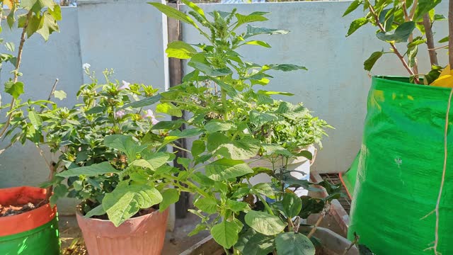 Closeup of fresh Amaranthus viridis or green amaranth grown in pots at house garden