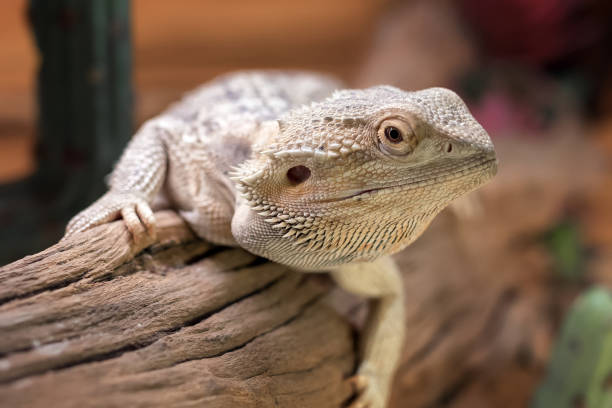 istock Inland bearded dragon (Pogona vitticeps) portret close-up 2124669556