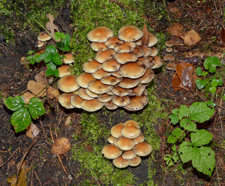 common rustgill resp.Gymnopilus penetrans,lower Rhine region,Germany