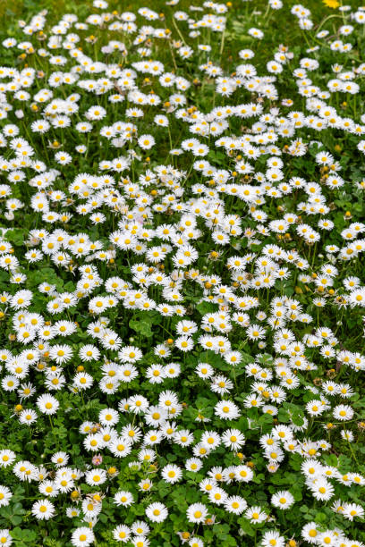 istock daisy flowers in a garden in Madrid 2124693906