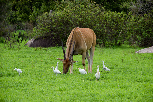 An adult eland antelope and white egrets in a nature reserve in Zimbabwe