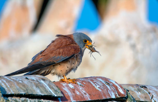 istock Lesser kestrel with an insect in its beak. 2124718759