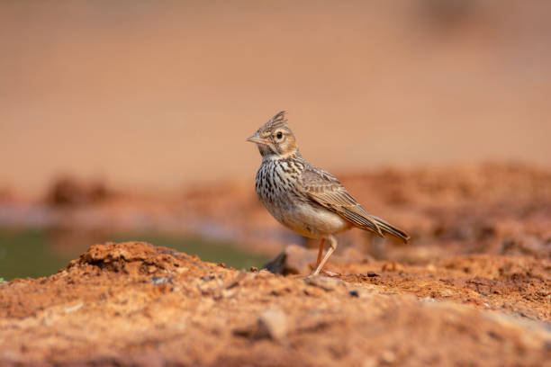 istock Crested Lark perched on the ground near a pond. 2124718760