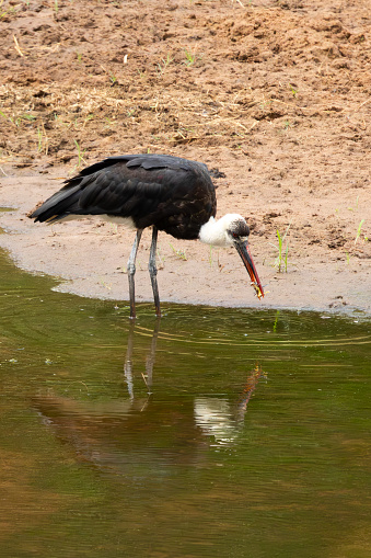 Woolly-necked Stork (Wolnekooievaar) (Circonia episcopus) fishing in Kruger National Park in the Levubu rive near Crook’s Corner, Pafuri, Limpopo, South Africa