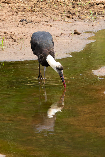 Woolly-necked Stork (Wolnekooievaar) (Circonia episcopus) fishing in Kruger National Park in the Levubu rive near Crook’s Corner, Pafuri, Limpopo, South Africa