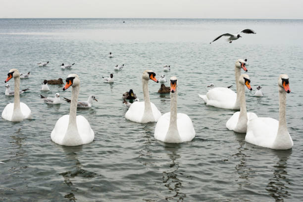 A flock of white swans swims on the seashore