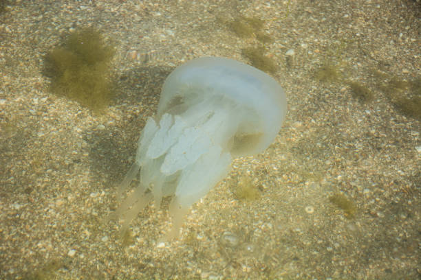 An aquatic inhabitant swam to the sandy seashore surrounded by seaweed
